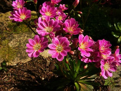 Name:  Lewisia cotyledon.JPG
Views: 1590
Size:  69.0 KB