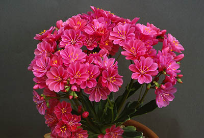 Name:  Lewisia cotyledon2.jpg
Views: 1995
Size:  49.2 KB