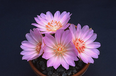 Name:  Lewisia rediviva.jpg
Views: 1439
Size:  52.4 KB