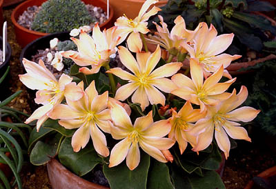 Name:  Lewisia tweedyi.jpg
Views: 1378
Size:  63.7 KB