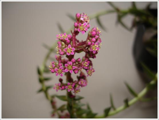 Name:  DSC07670.jpg
Views: 705
Size:  23.4 KB