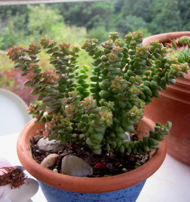 Name:  2011-09-22 050.jpg
Views: 1201
Size:  70.5 KB