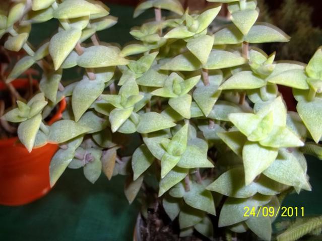 Name:  100_1015.jpg
Views: 998
Size:  46.2 KB