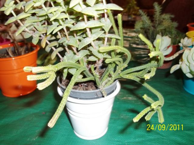 Name:  100_1016.jpg
Views: 1032
Size:  53.4 KB