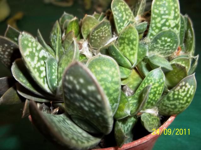 Name:  100_1017.jpg
Views: 1088
Size:  47.6 KB