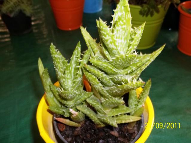 Name:  100_1019.jpg
Views: 1023
Size:  41.3 KB
