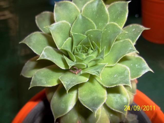 Name:  100_1020.jpg
Views: 1023
Size:  35.1 KB