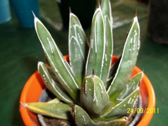 Name:  100_1022.jpg
Views: 990
Size:  35.8 KB
