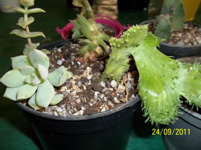 Name:  100_1035.jpg
Views: 971
Size:  46.3 KB