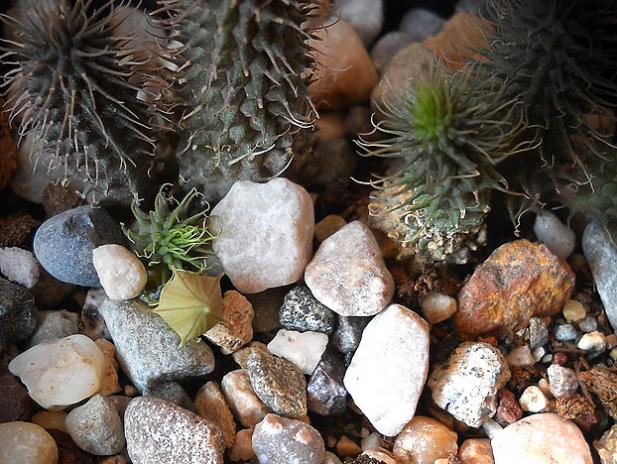 Name:  huernia pillansii tomurcuk.jpg
Views: 1257
Size:  69.6 KB