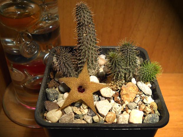 Name:  huernia pillansii.jpg
Views: 1178
Size:  50.3 KB