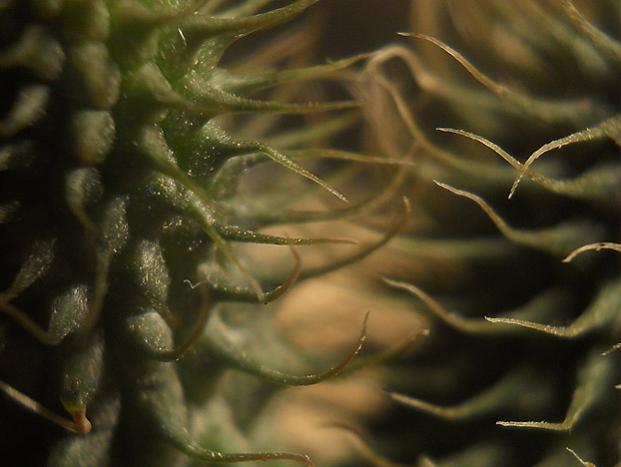 Name:  huernia pillansii dal.jpg
Views: 1159
Size:  31.9 KB