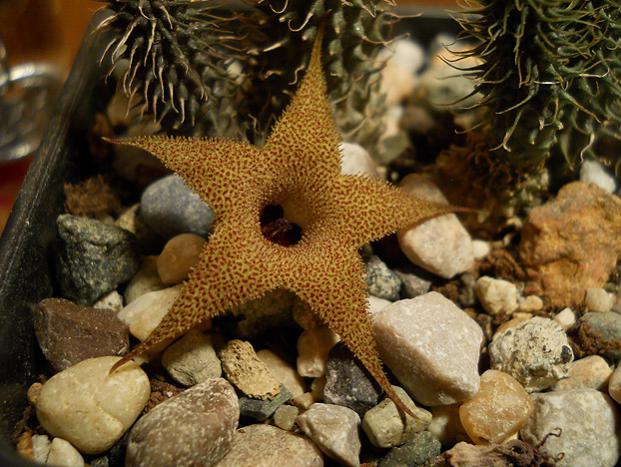 Name:  huernia pillansii cicek 2.jpg
Views: 1322
Size:  62.3 KB