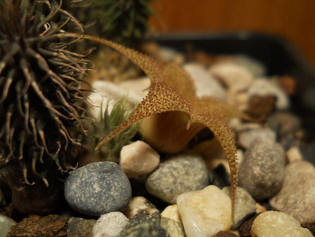 Name:  huernia pillansii profil.jpg
Views: 1196
Size:  40.1 KB