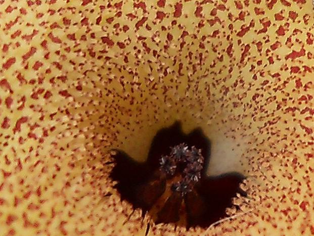 Name:  huernia pillansii gobek.jpg
Views: 1183
Size:  65.3 KB