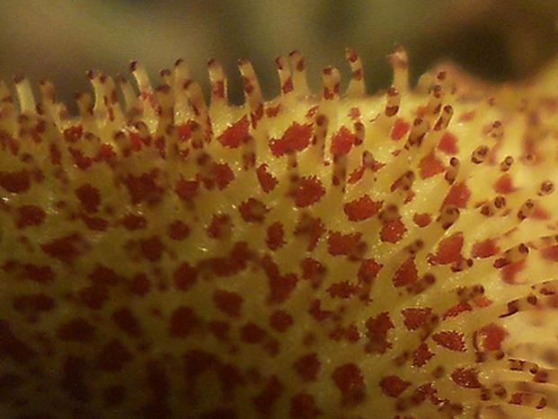 Name:  huernia pillansii cicek detay.jpg
Views: 1164
Size:  39.7 KB