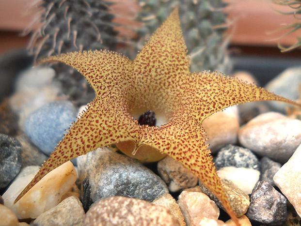 Name:  huernia pillansii cicek.jpg
Views: 1330
Size:  57.2 KB