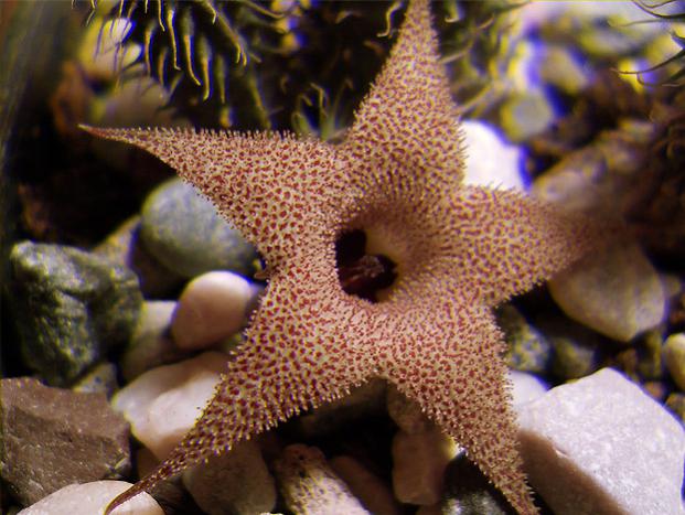 Name:  huernia pillansii Real 3D.jpg
Views: 1265
Size:  54.4 KB