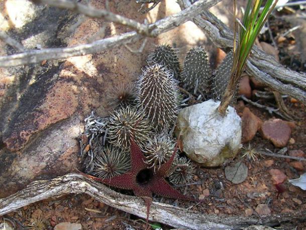 Name:  Huernia pillansii in habitat.jpg
Views: 1329
Size:  71.3 KB