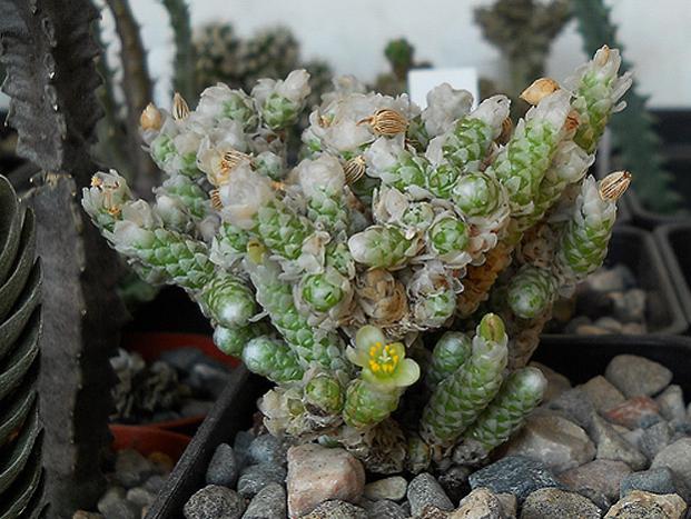 Name:  Avonia Papyracea ssp Namaensis 2.jpg
Views: 1578
Size:  59.2 KB