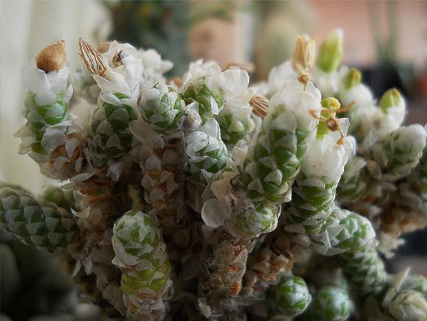 Name:  Avonia Papyracea ssp Namaensis 1.jpg
Views: 1298
Size:  45.2 KB