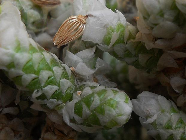 Name:  Avonia Papyracea ssp Namaensis dal.jpg
Views: 1241
Size:  36.1 KB