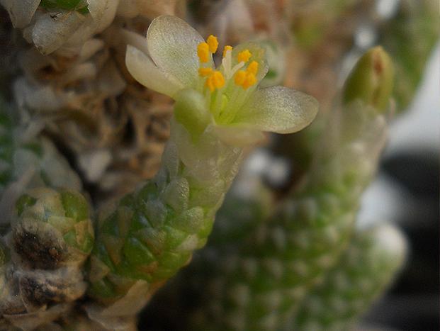Name:  Avonia Papyracea ssp Namaensis cicek dal 2.jpg
Views: 1253
Size:  29.9 KB