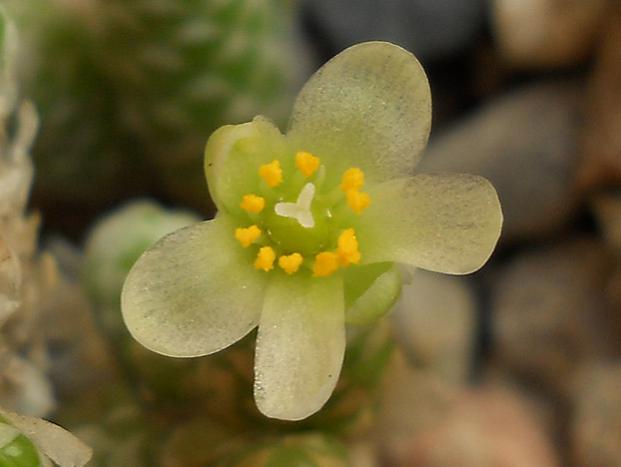 Name:  Avonia Papyracea ssp Namaensis cicek.jpg
Views: 1506
Size:  25.5 KB