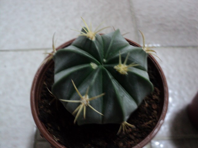 Name:  Image00009.JPG
Views: 981
Size:  66.5 KB