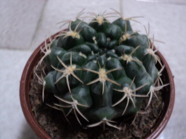 Name:  Image00012.jpg
Views: 1062
Size:  31.8 KB