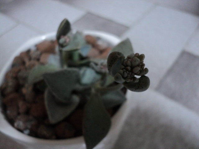 Name:  Image00004.JPG
Views: 1026
Size:  59.1 KB