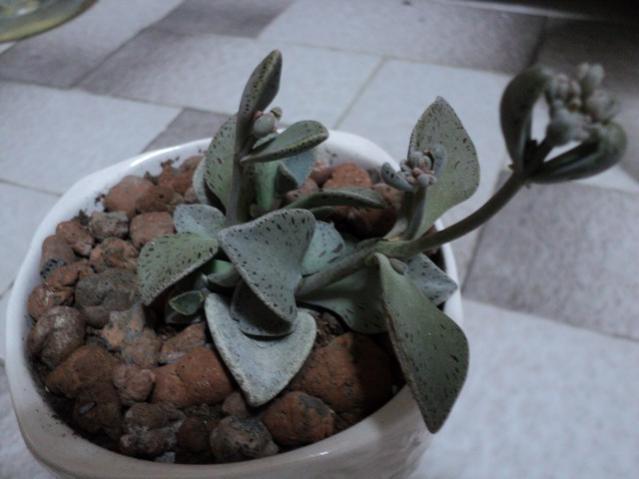Name:  Image00005.jpg
Views: 1105
Size:  33.3 KB