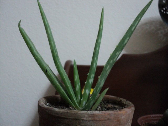 Name:  Image00011.JPG
Views: 996
Size:  66.3 KB