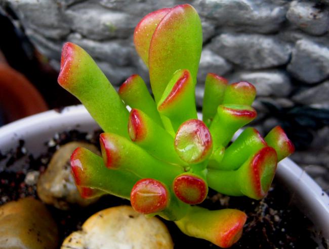 Name:  2011-09-29 041.jpg
Views: 2796
Size:  40.7 KB