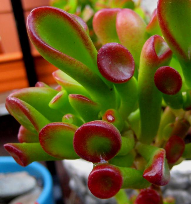 Name:  2011-09-29 042.jpg
Views: 3431
Size:  49.1 KB