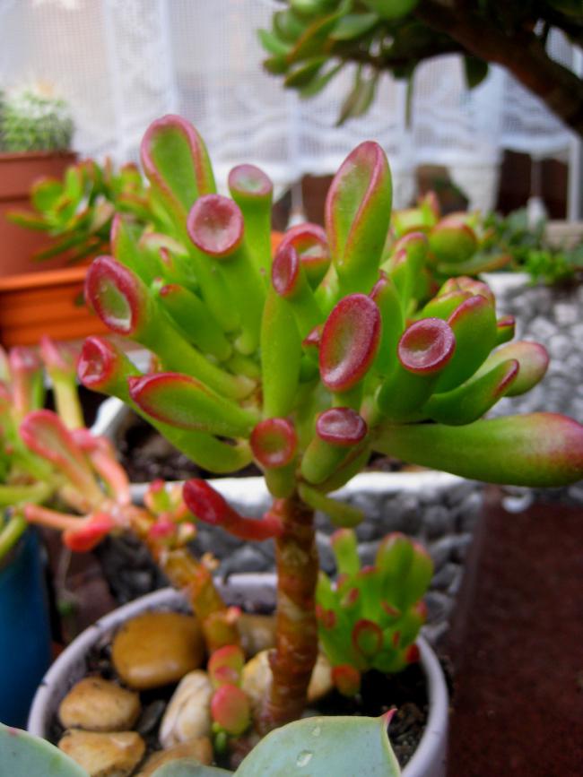 Name:  2011-09-29 030.jpg
Views: 2837
Size:  61.3 KB