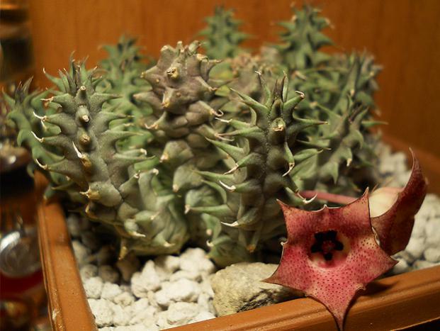 Name:  huernia macrocarpa v cerasina bitki 1.jpg
Views: 2144
Size:  46.3 KB