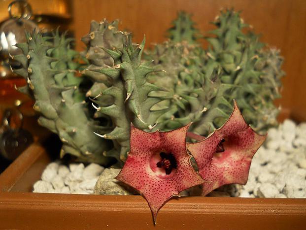 Name:  huernia macrocarpa v cerasina bitki 2.jpg
Views: 2136
Size:  42.7 KB