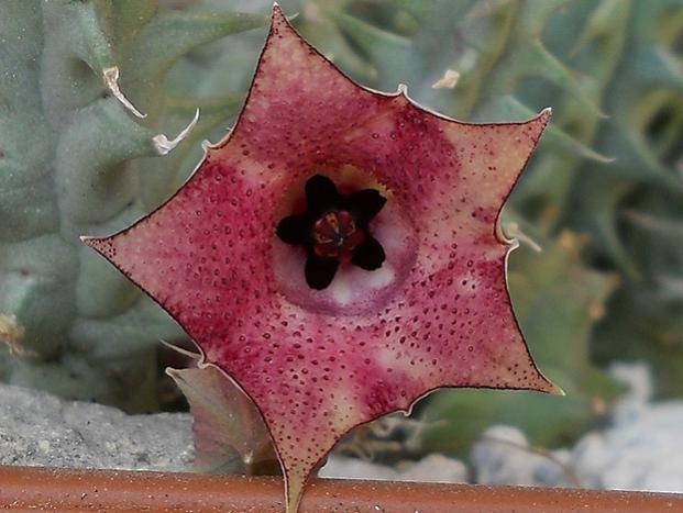 Name:  huernia macrocarpa v cerasina cicek2.jpg
Views: 1631
Size:  43.3 KB
