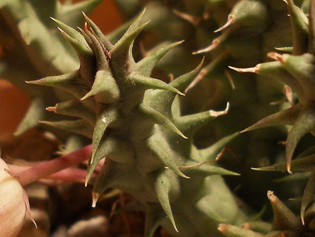 Name:  huernia macrocarpa v cerasina dal.jpg
Views: 1604
Size:  38.1 KB