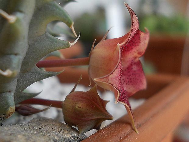Name:  huernia macrocarpa v cerasina cicek profil.jpg
Views: 5704
Size:  37.3 KB