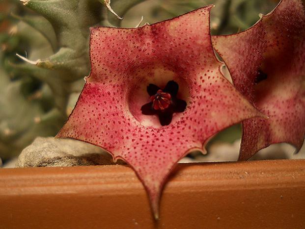 Name:  huernia macrocarpa v cerasina cicek1.jpg
Views: 1537
Size:  45.2 KB