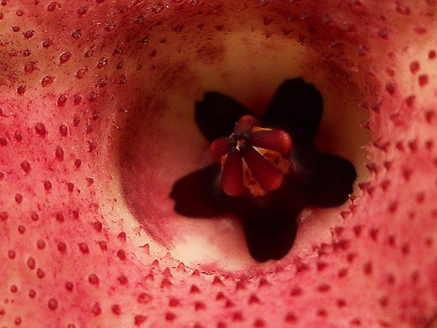 Name:  huernia macrocarpa v cerasina cicek gobek.jpg
Views: 1547
Size:  44.6 KB