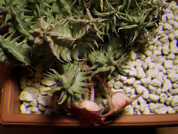 Name:  huernia macrocarpa v cerasina real 3D1.jpg
Views: 1463
Size:  58.8 KB