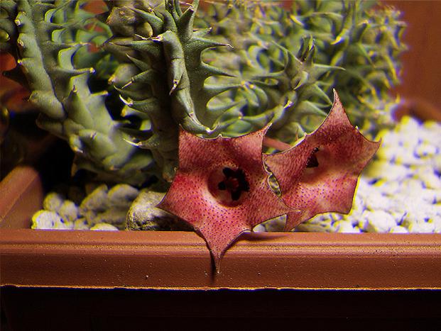 Name:  huernia macrocarpa v cerasina real 3D2.jpg
Views: 1480
Size:  55.1 KB