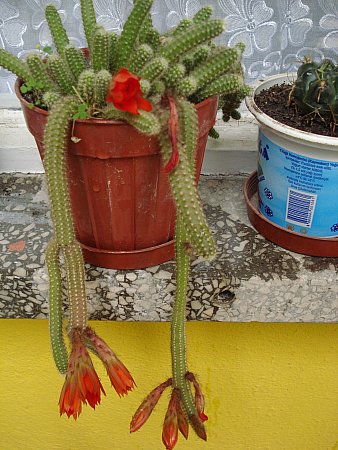 Name:  New_DSC01709.jpg
Views: 6886
Size:  53.0 KB
