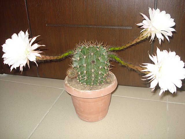 Name:  New_DSC02925.jpg
Views: 6927
Size:  67.5 KB