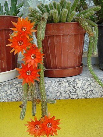 Name:  DSC02294.jpg
Views: 6976
Size:  50.4 KB
