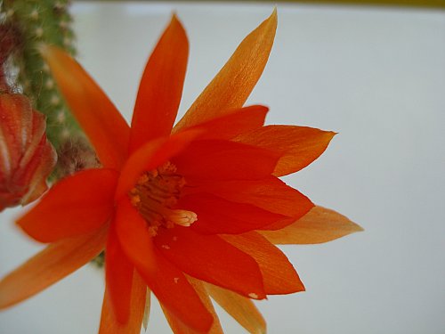 Name:  DSC01713.jpg
Views: 6930
Size:  24.2 KB