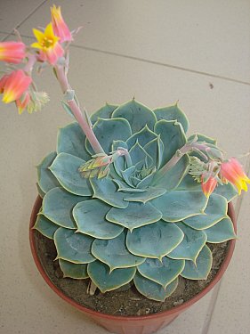 Name:  DSC02845.jpg
Views: 7138
Size:  24.9 KB